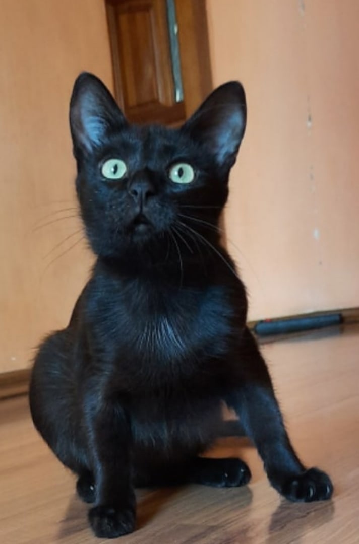 Чуня - Имена для мальчиков - Клички для котов и кошек