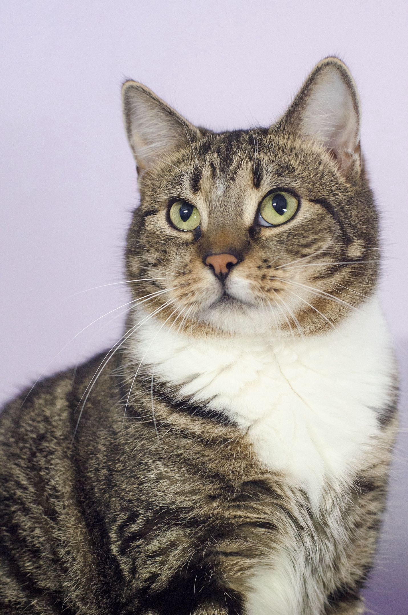 Иржик - Имена для мальчиков - Клички для котов и кошек