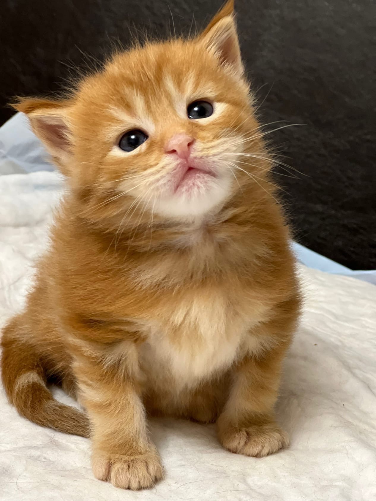 Шлон - Имена для мальчиков - Клички для котов и кошек