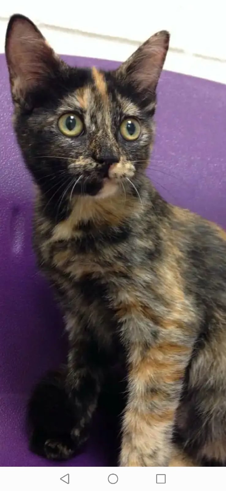 Ляля - Имена для девочек - Клички для котов и кошек