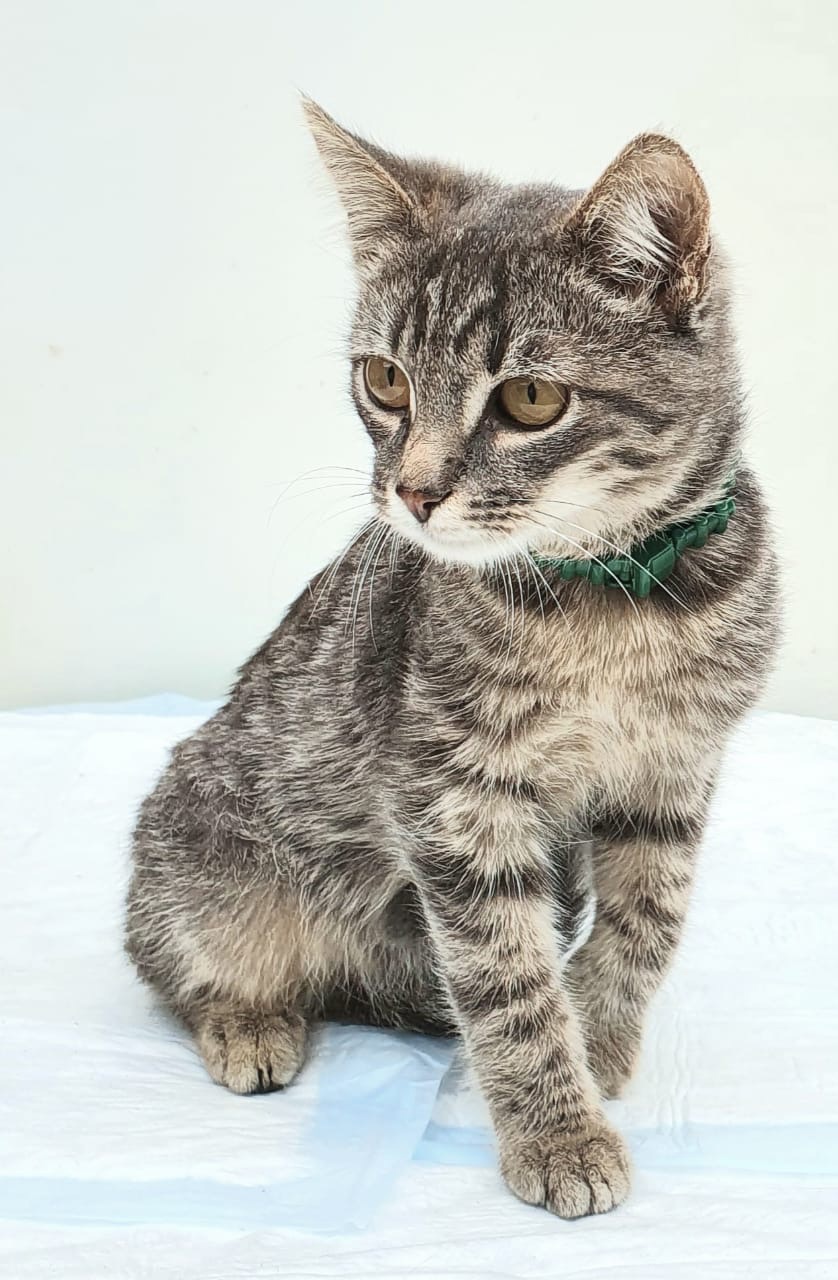 Тристан - Имена для мальчиков - Клички для котов и кошек