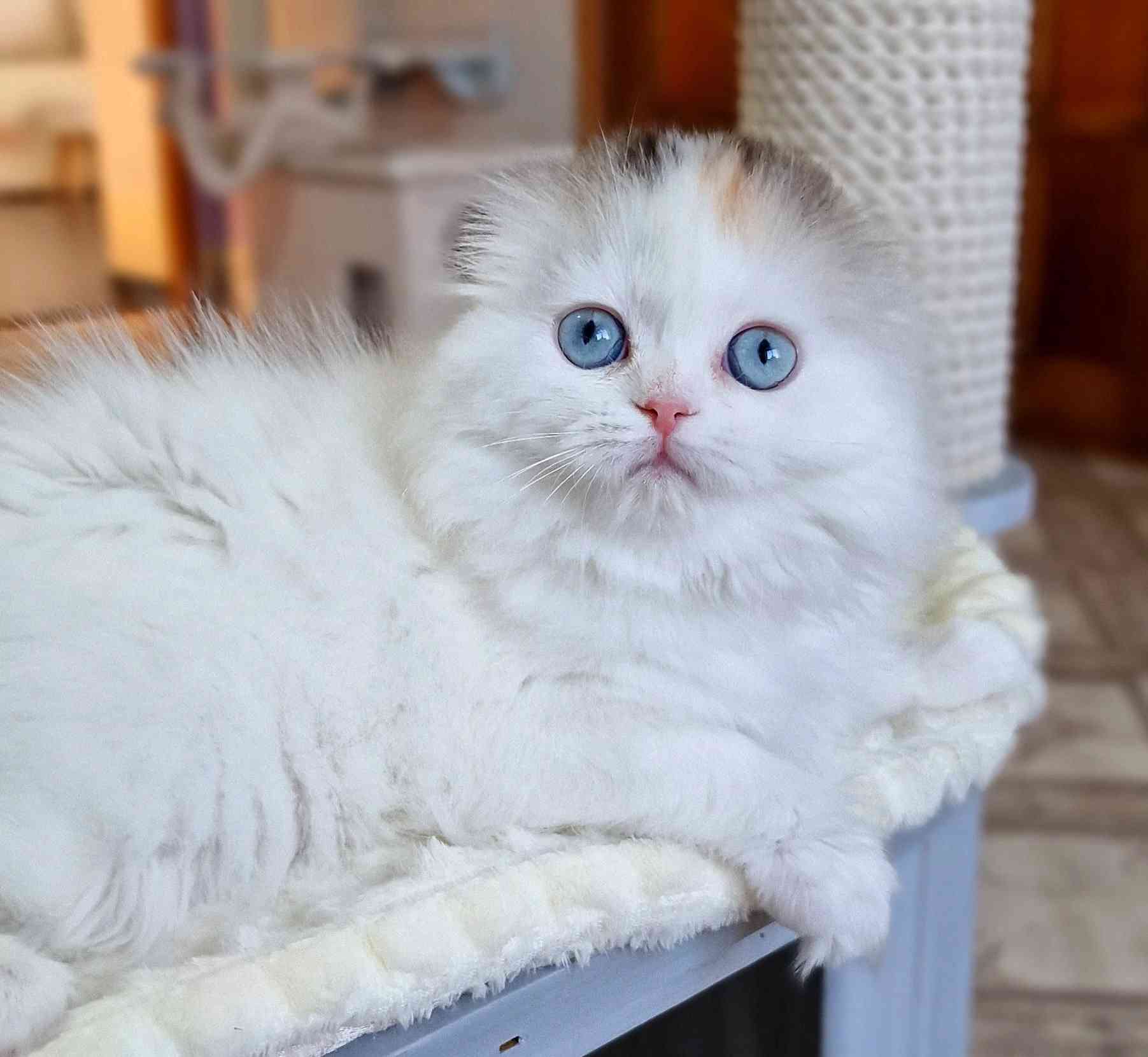 Эстер - Имена для девочек - Клички для котов и кошек