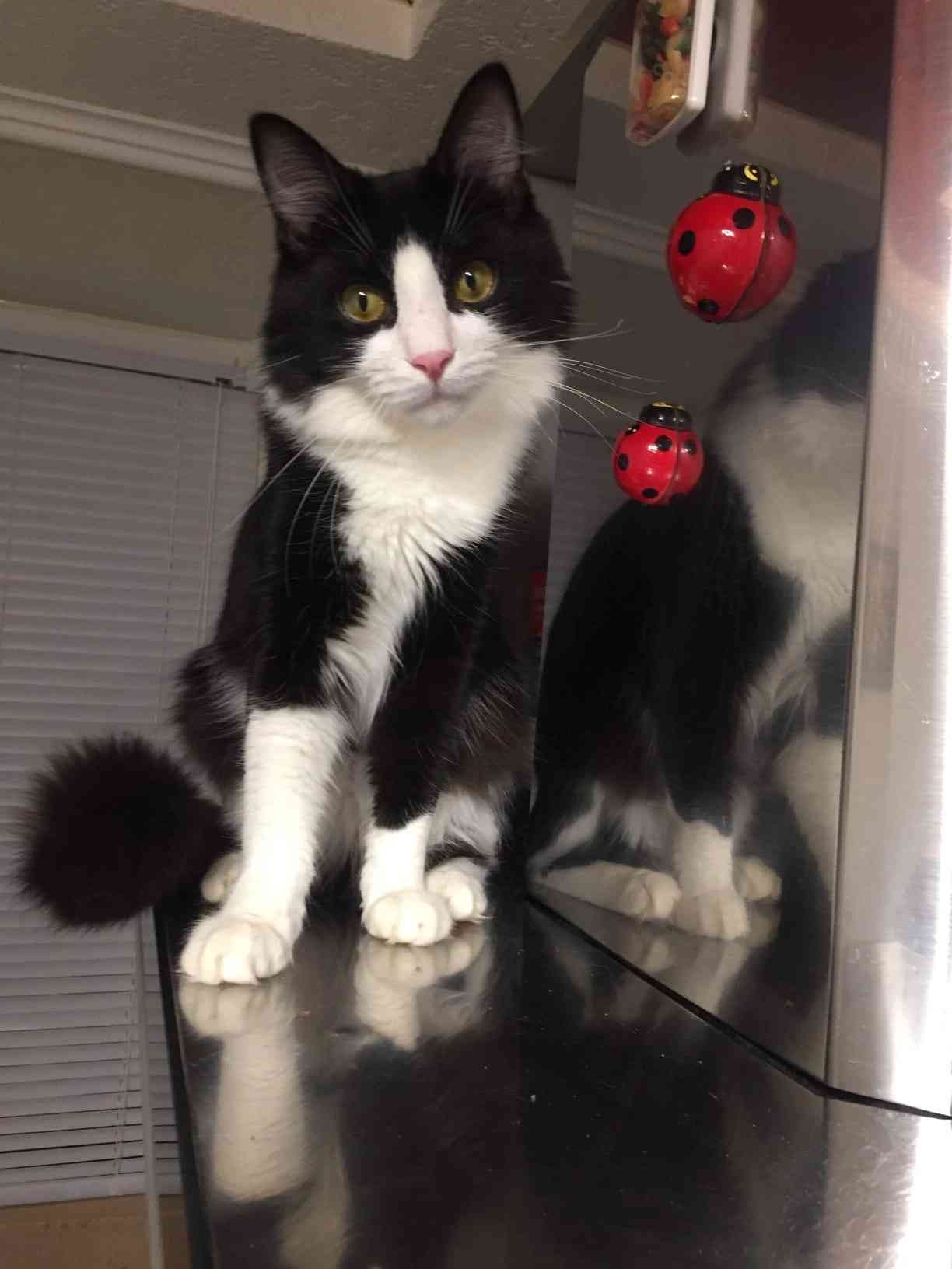 Максим - Имена для мальчиков - Клички для котов и кошек