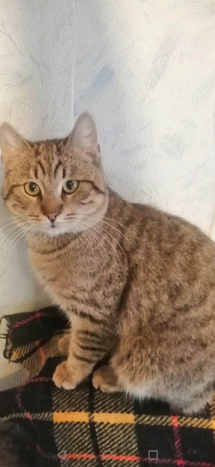 Арик - Имена для мальчиков - Клички для котов и кошек