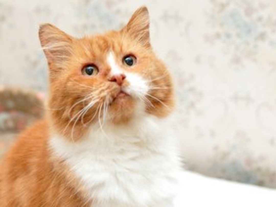 Ростик - Имена для мальчиков - Клички для котов и кошек