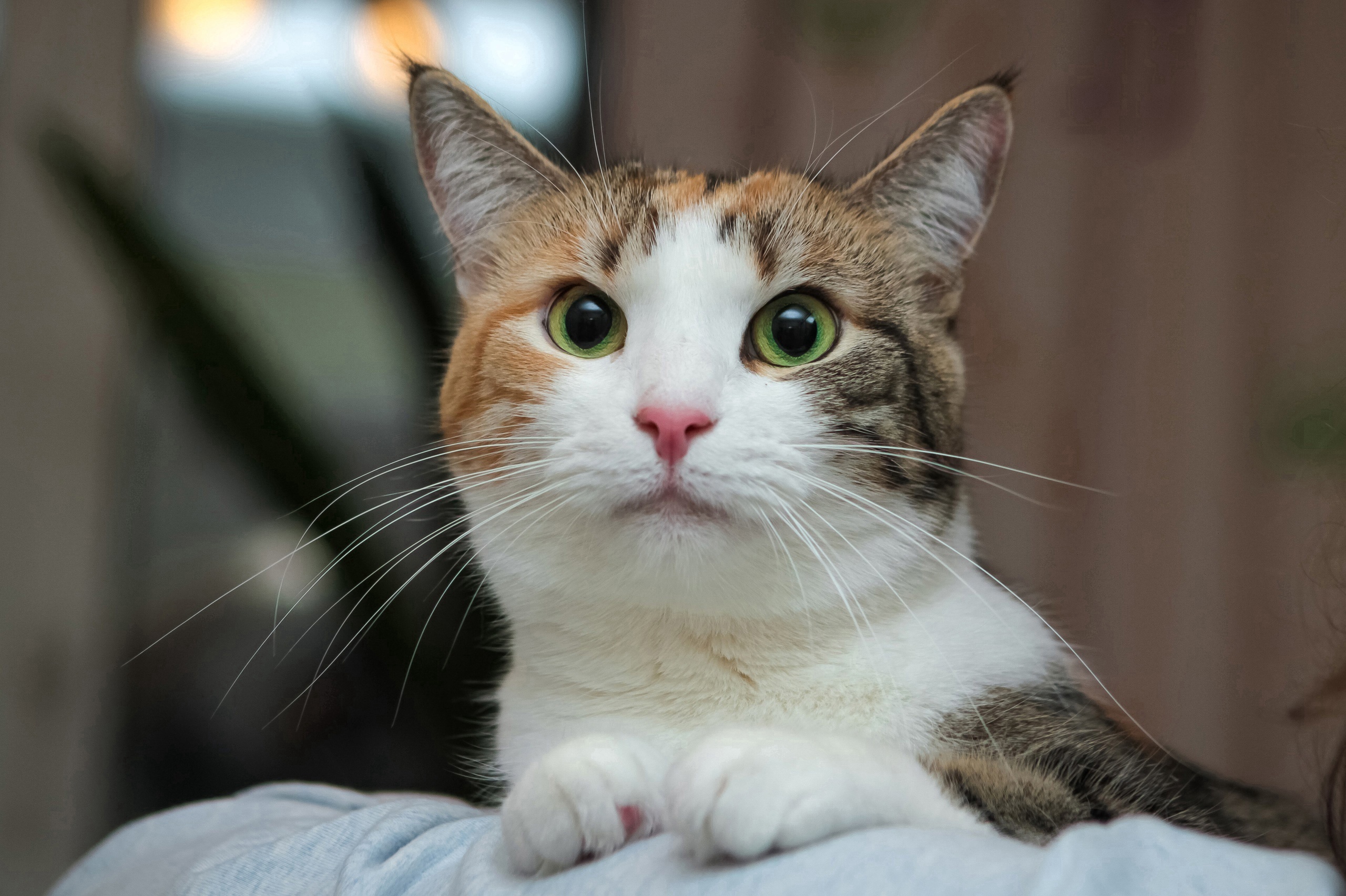 Синди - Имена для девочек - Клички для котов и кошек