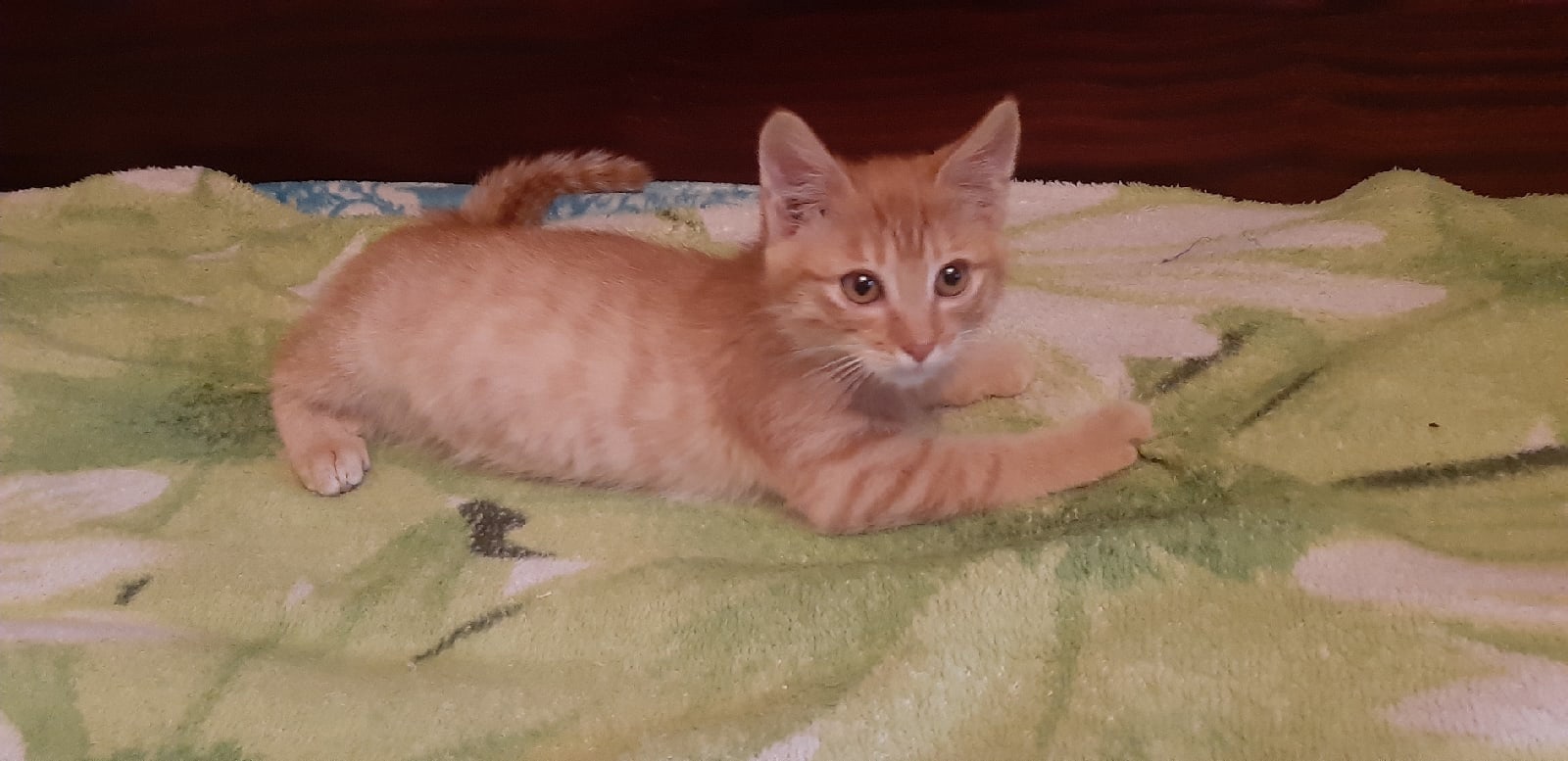 Стич - Имена для мальчиков - Клички для котов и кошек