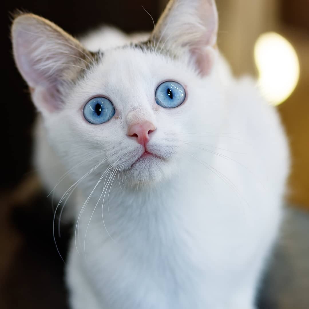 Оля - Имена для девочек - Клички для котов и кошек