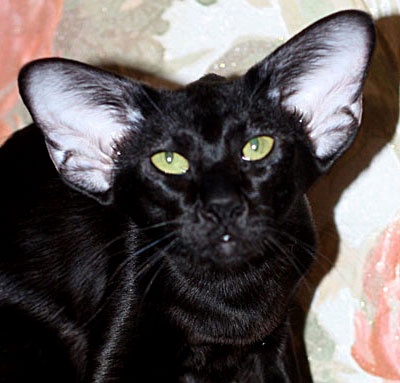 Цайри - Имена для девочек - Клички для котов и кошек