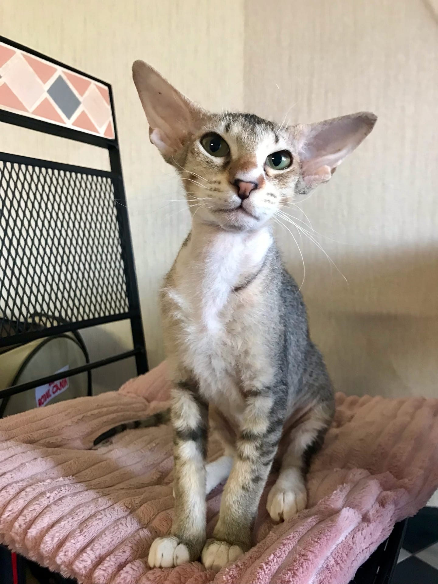 Дюма - Имена для девочек - Клички для котов и кошек