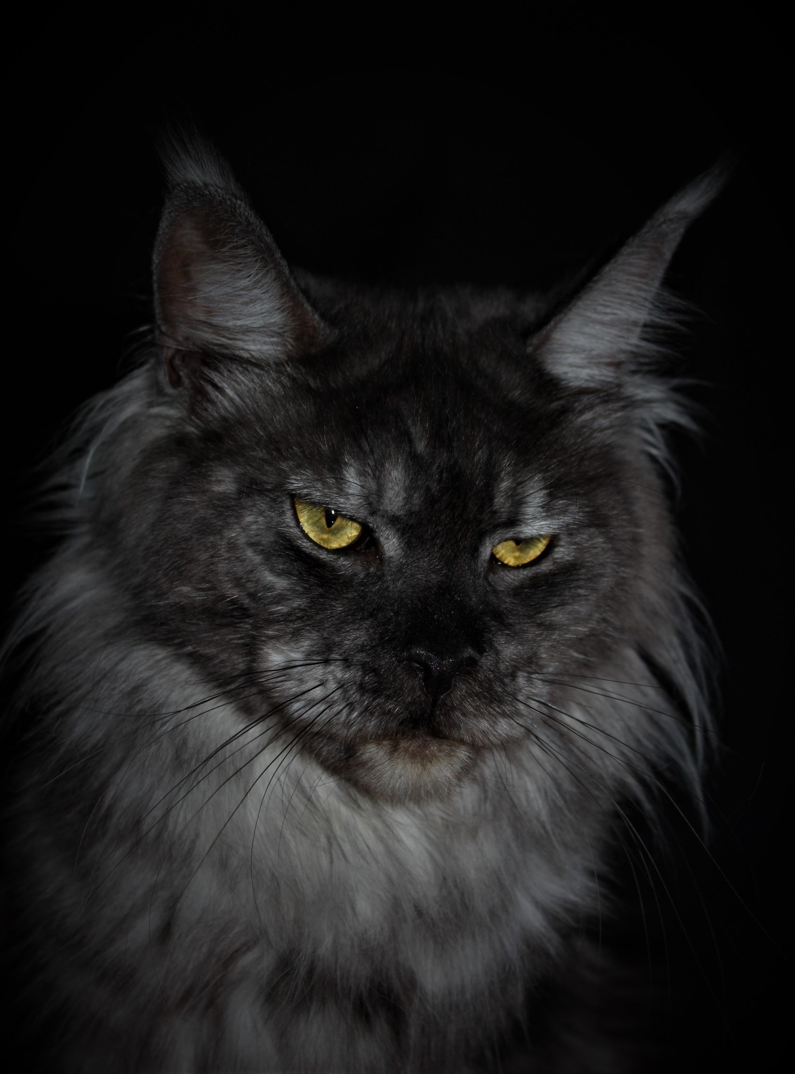 Рамина - Имена для девочек - Клички для котов и кошек