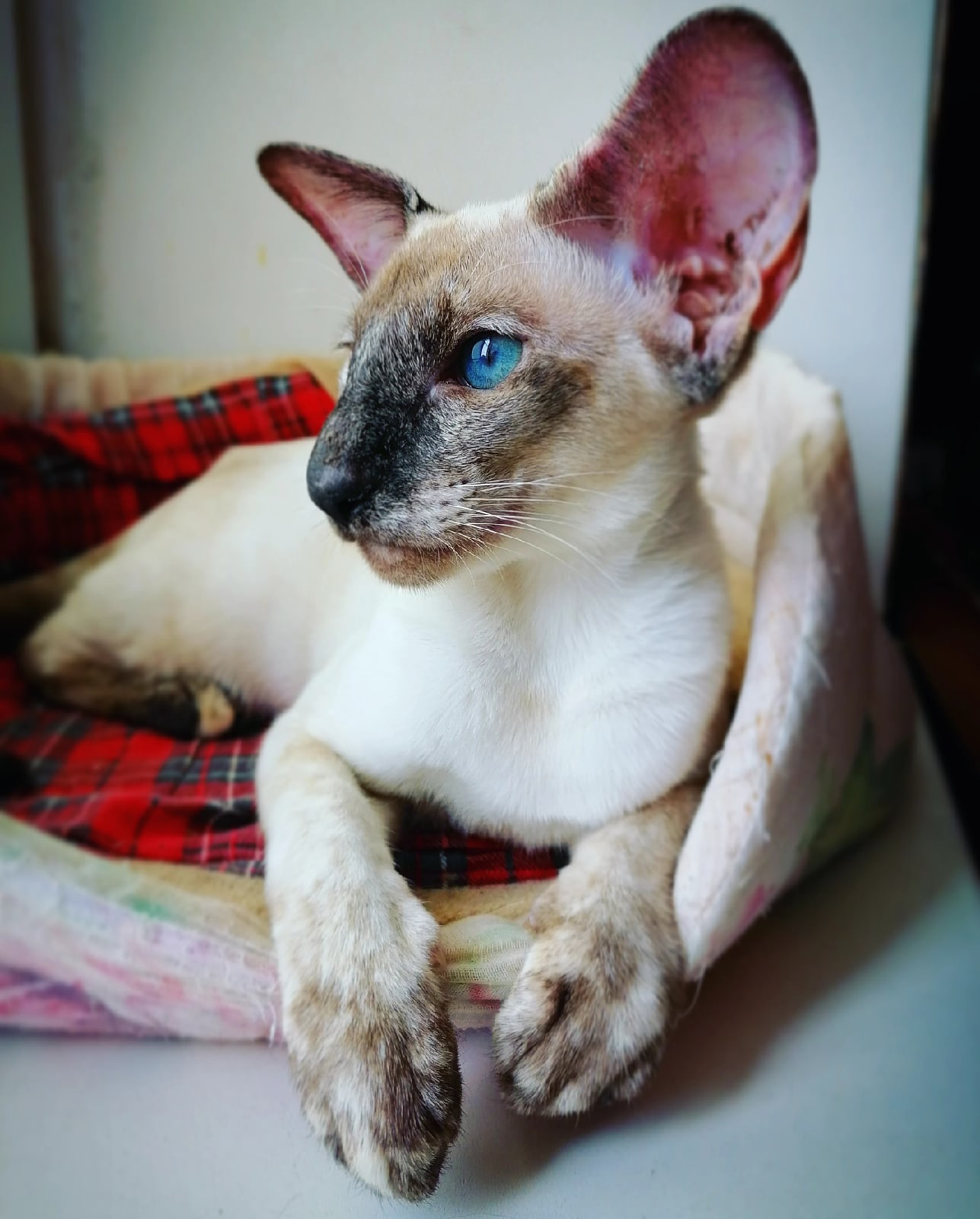 Цицилия - Имена для девочек - Клички для котов и кошек