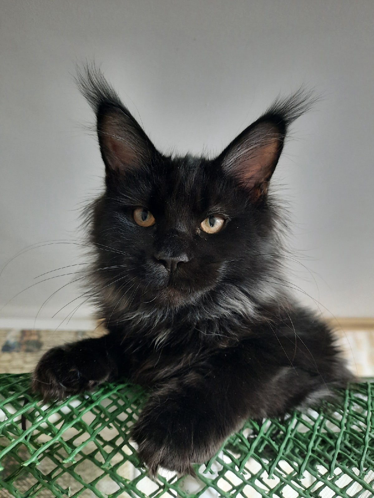 Офелия - Имена для девочек - Клички для котов и кошек