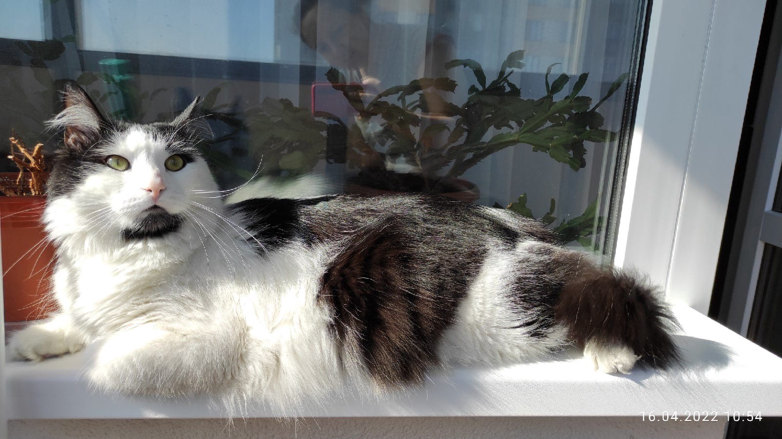 Людвиг - Имена для мальчиков - Клички для котов и кошек