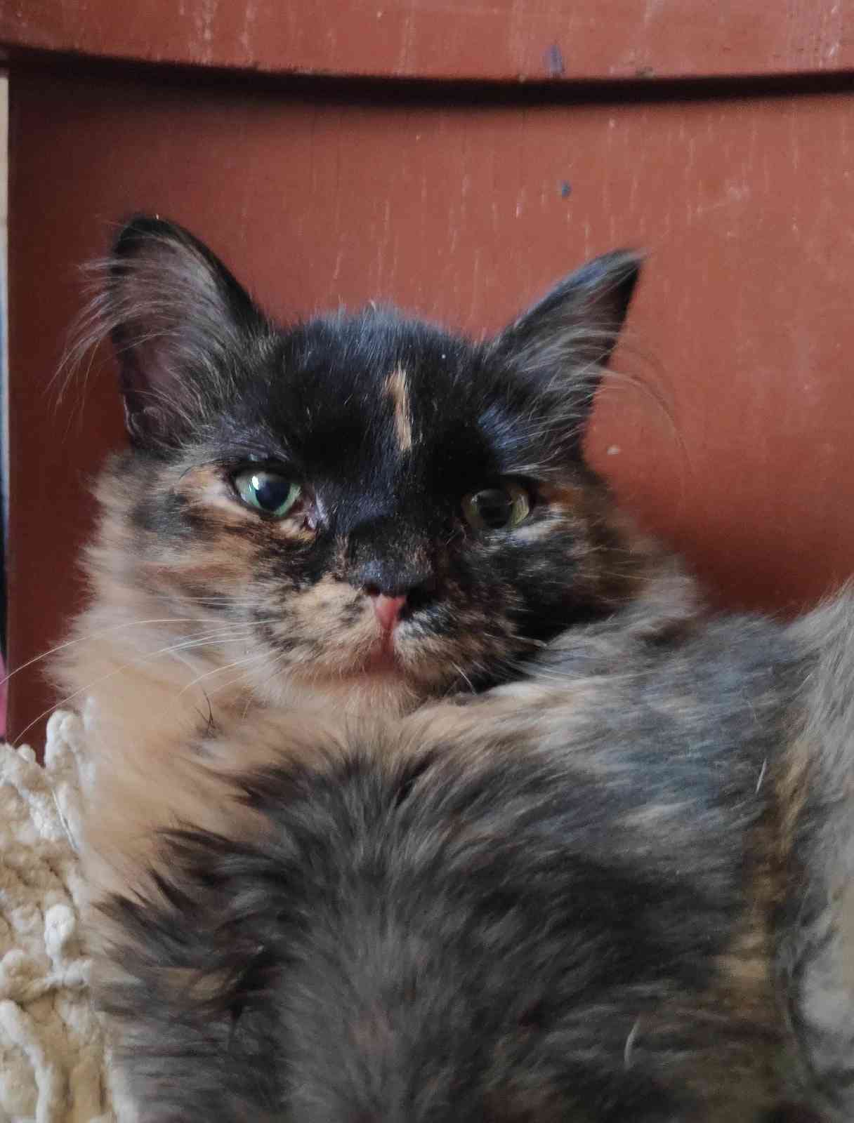 Фанни - Имена для девочек - Клички для котов и кошек