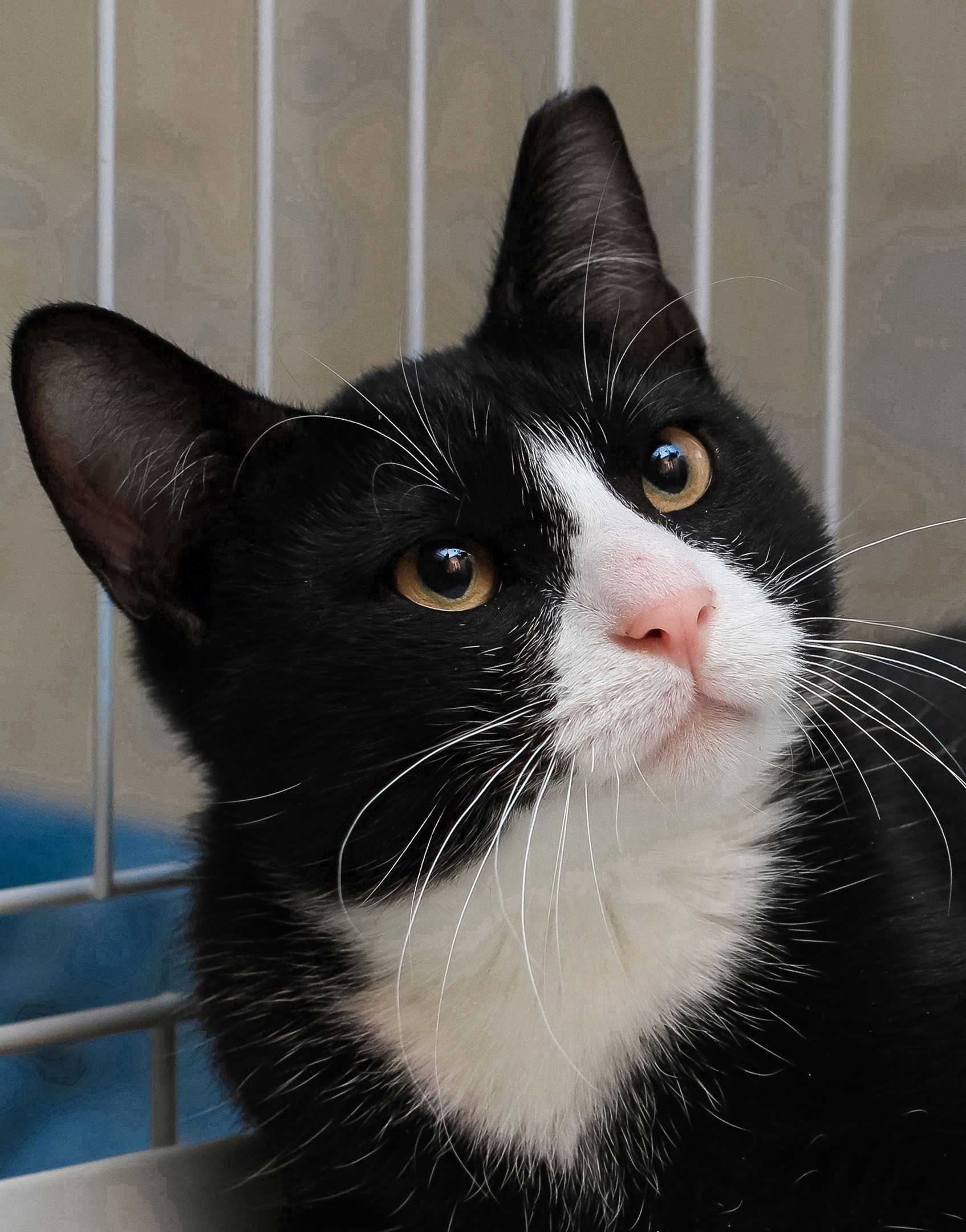 Флок - Имена для мальчиков - Клички для котов и кошек