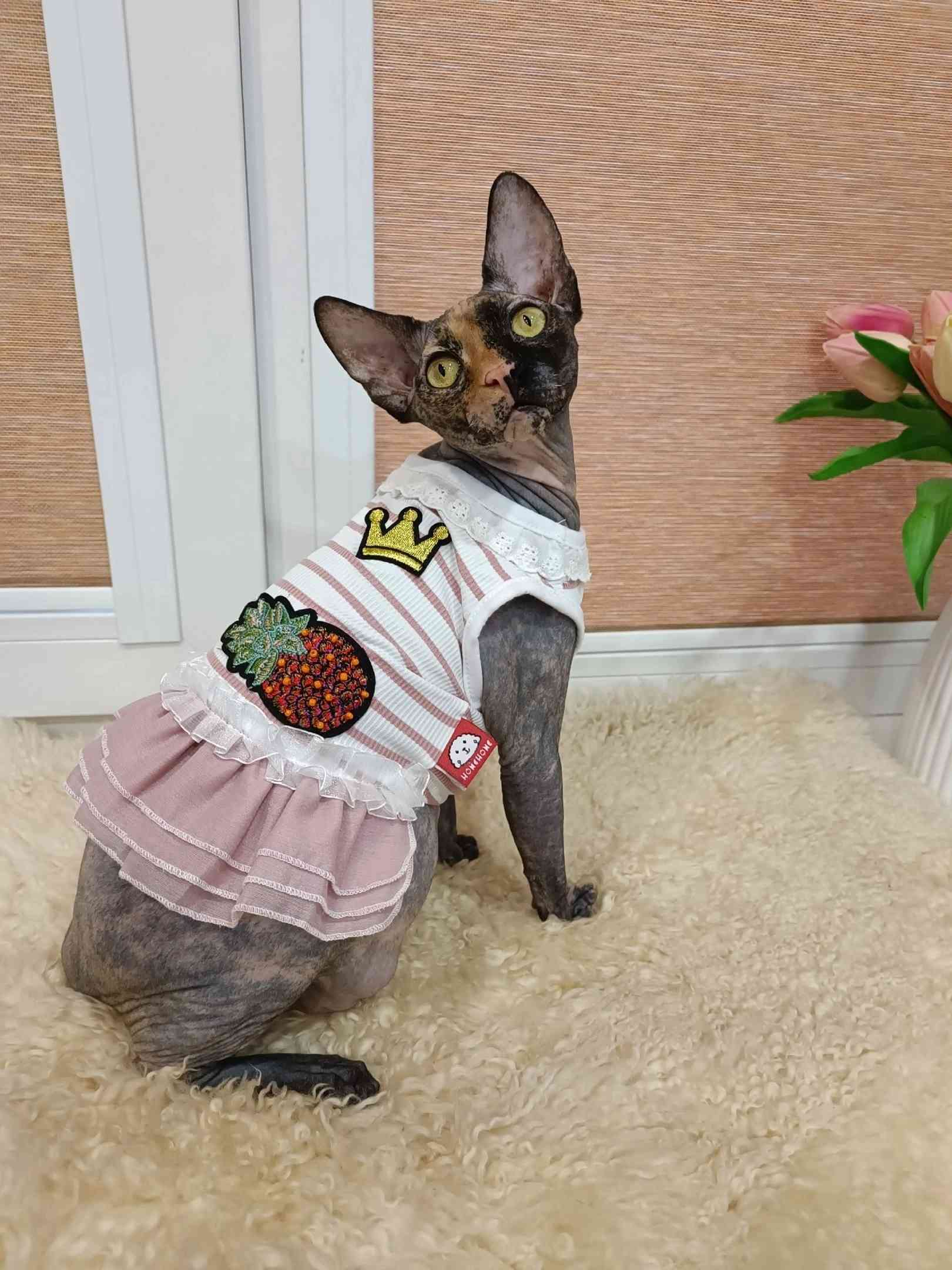 Валенсия - Имена для девочек - Клички для котов и кошек