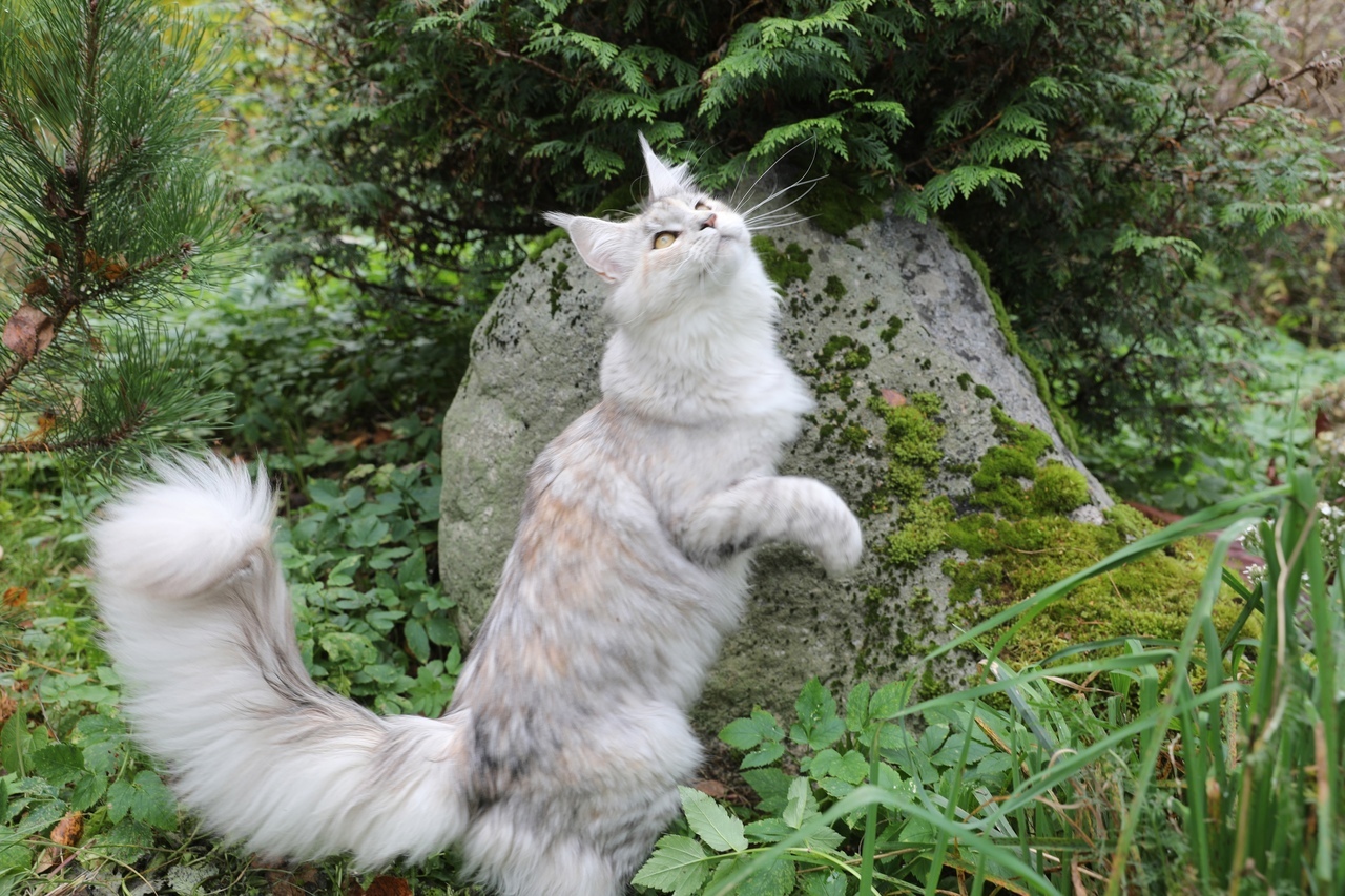 Меля - Имена для девочек - Клички для котов и кошек