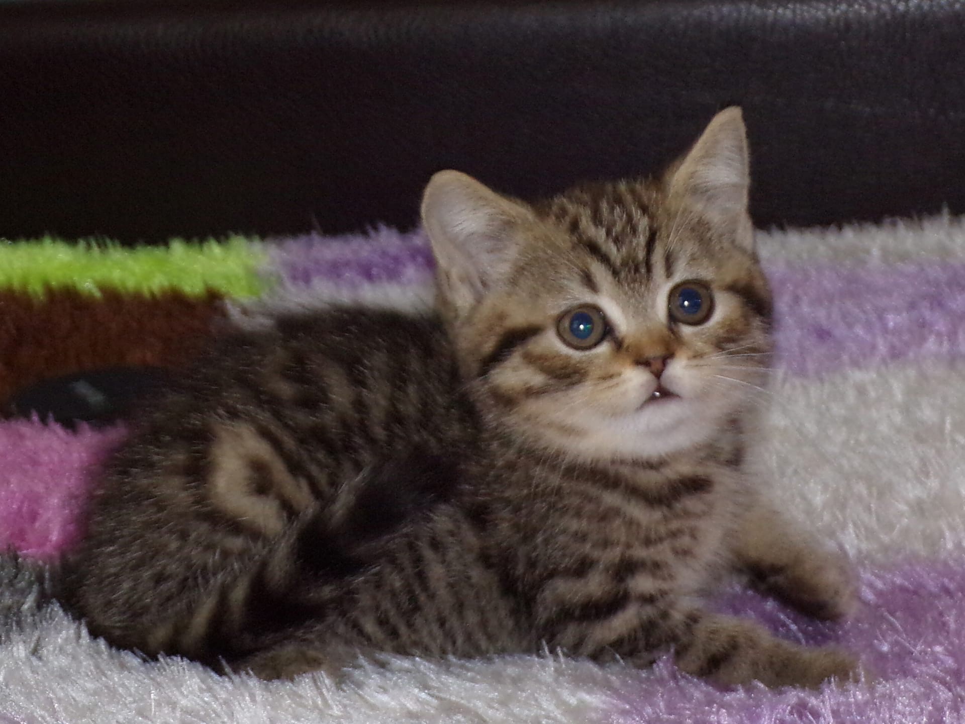 Лила - Имена для девочек - Клички для котов и кошек