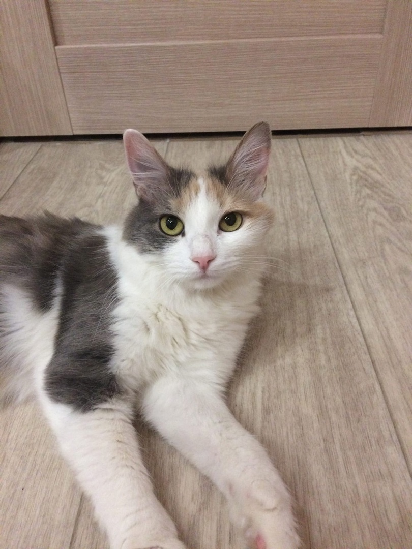 Софья - Имена для девочек - Клички для котов и кошек