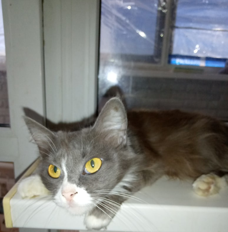 Милада - Имена для девочек - Клички для котов и кошек