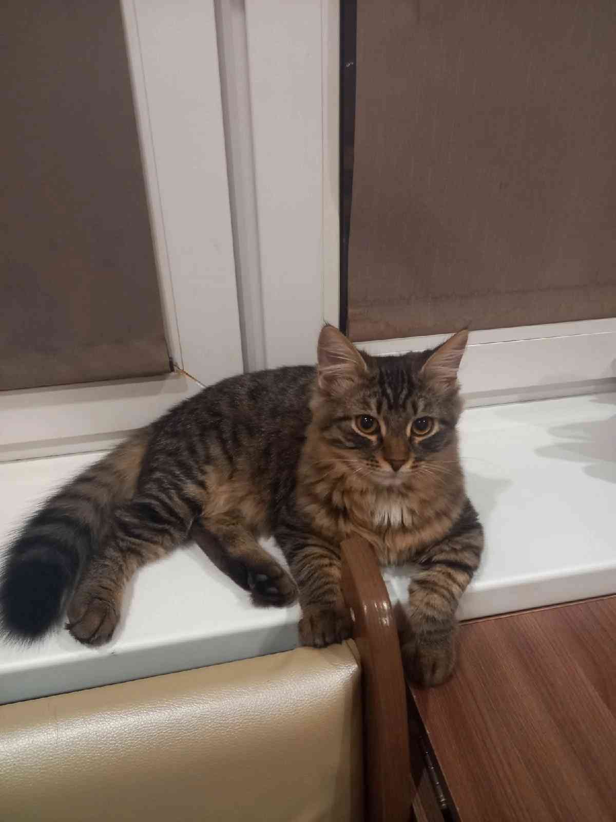 Томик - Имена для мальчиков - Клички для котов и кошек