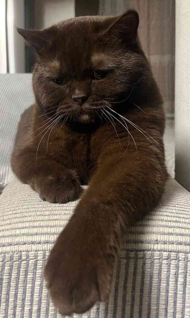 Марсела - Имена для девочек - Клички для котов и кошек