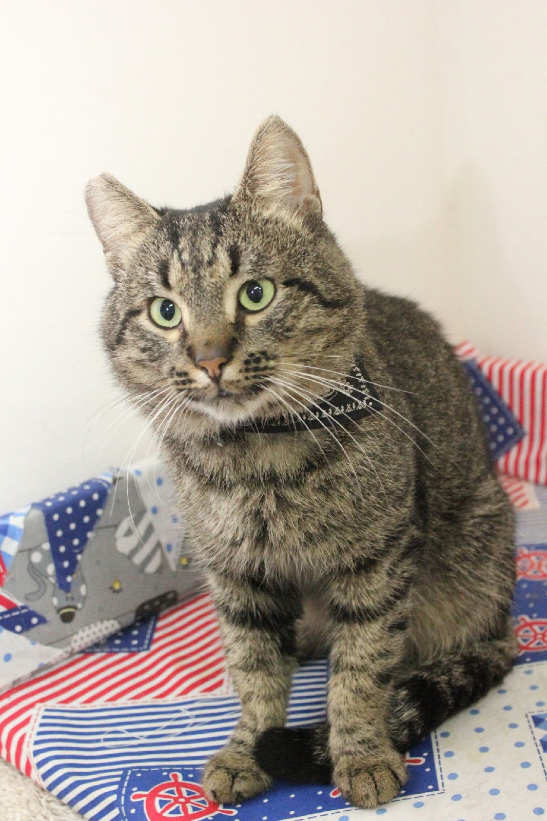 Карен - Имена для мальчиков - Клички для котов и кошек