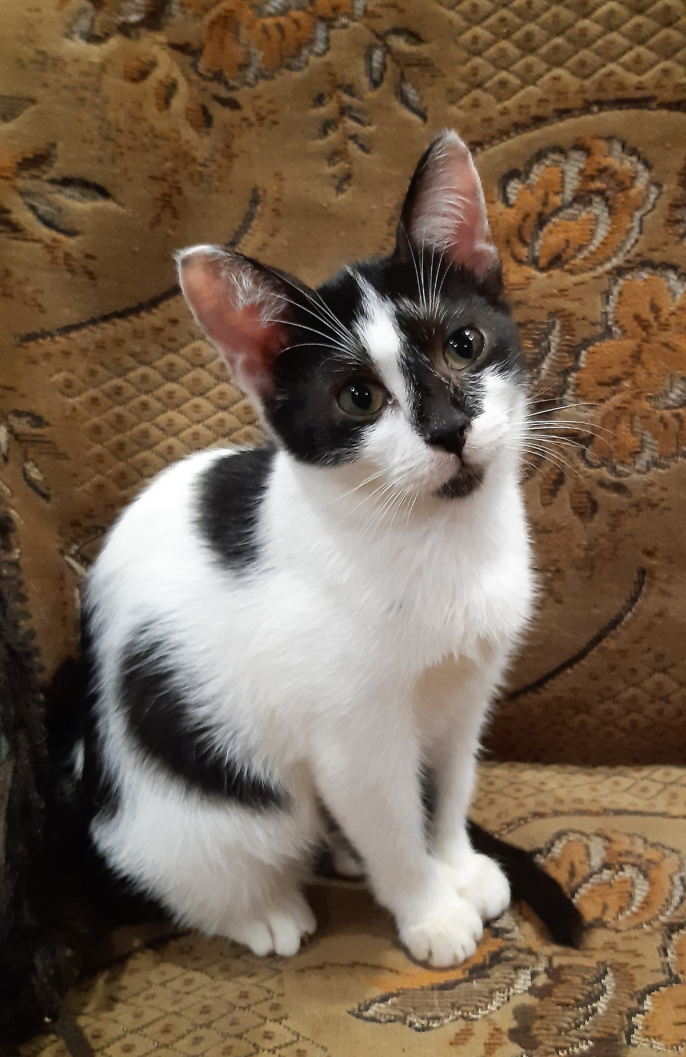 Эми - Имена для девочек - Клички для котов и кошек