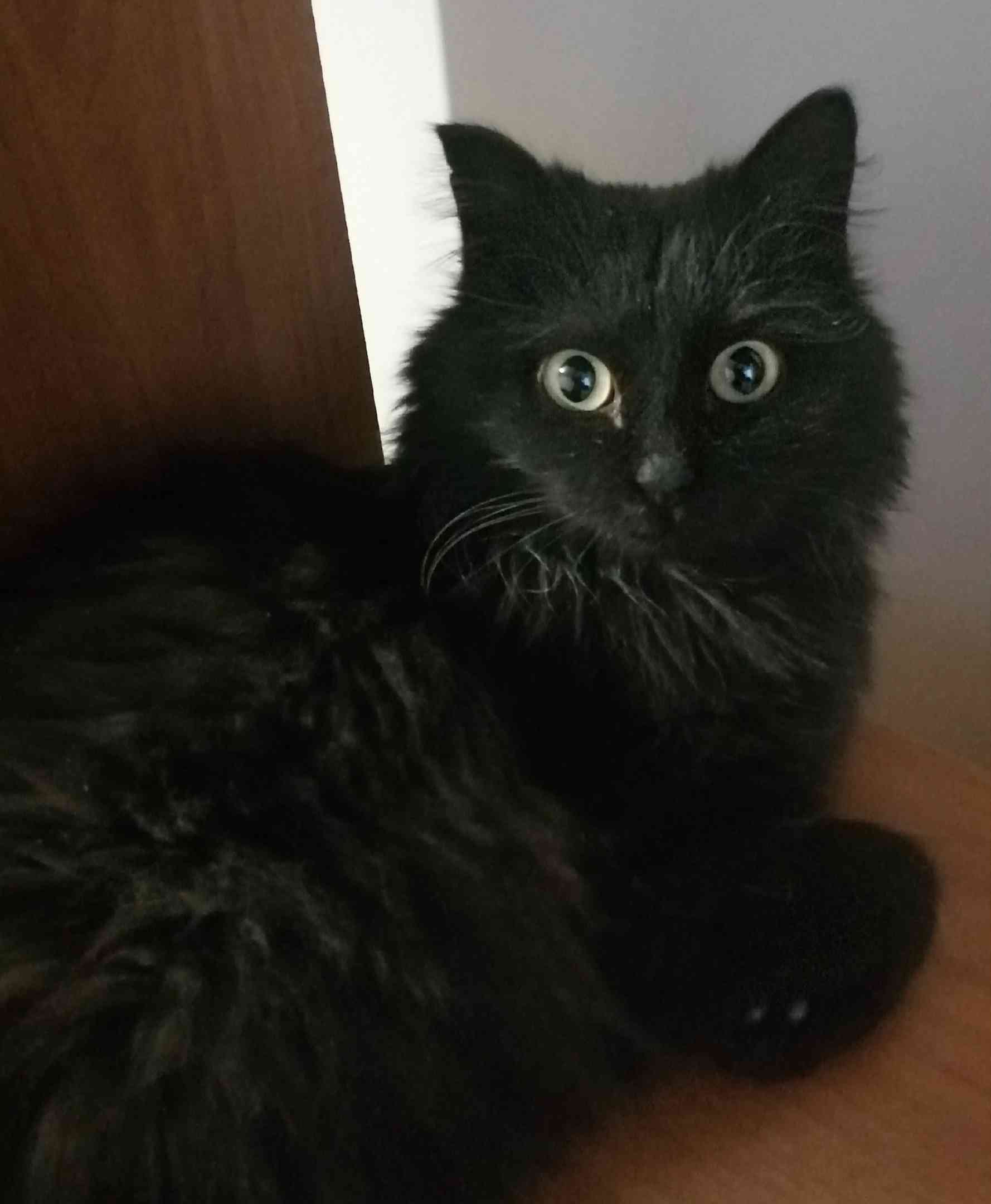 Асия - Имена для девочек - Клички для котов и кошек