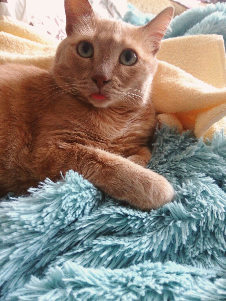 Пафнутий - Имена для мальчиков - Клички для котов и кошек