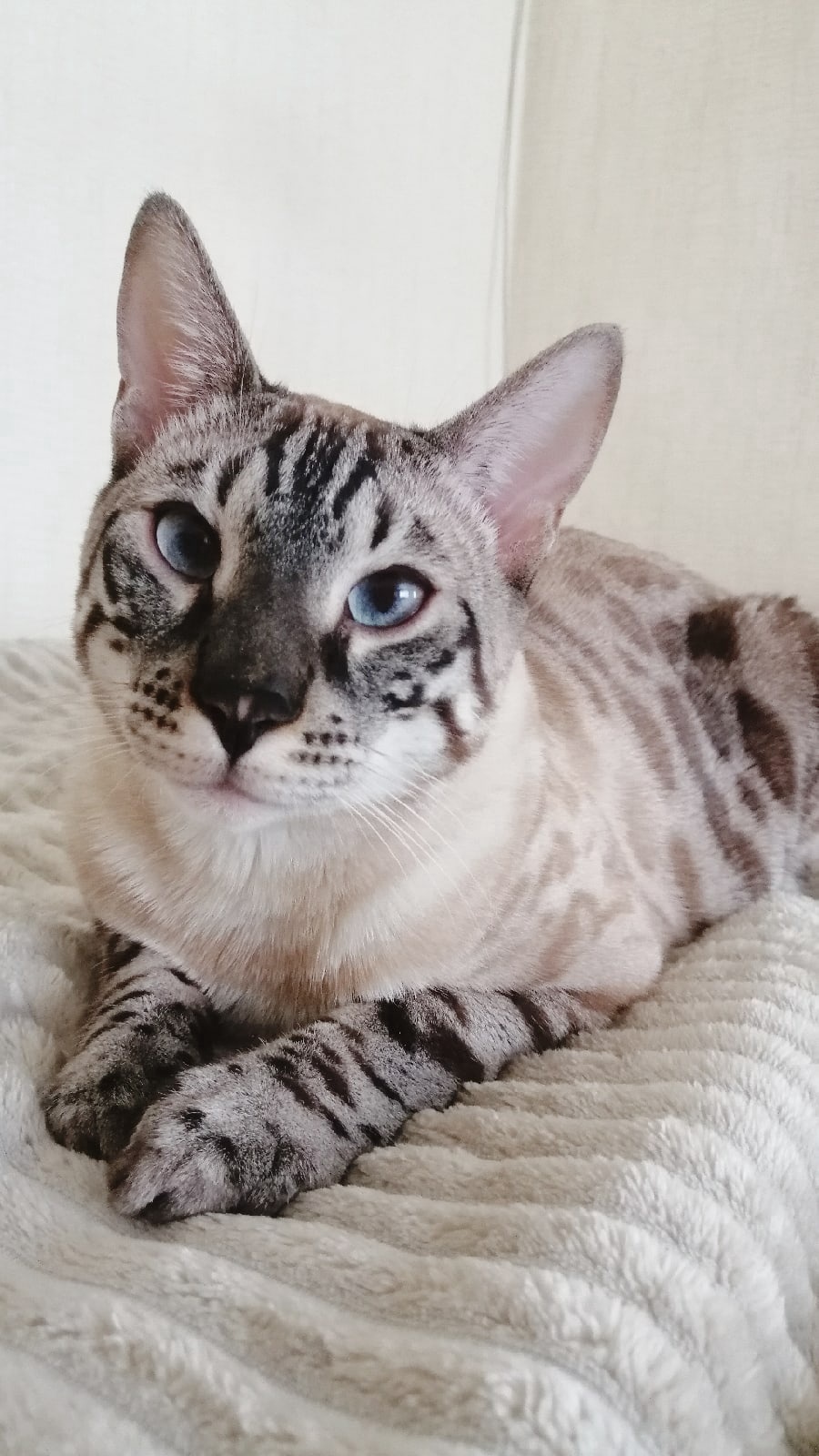 Шива - Имена для мальчиков - Клички для котов и кошек