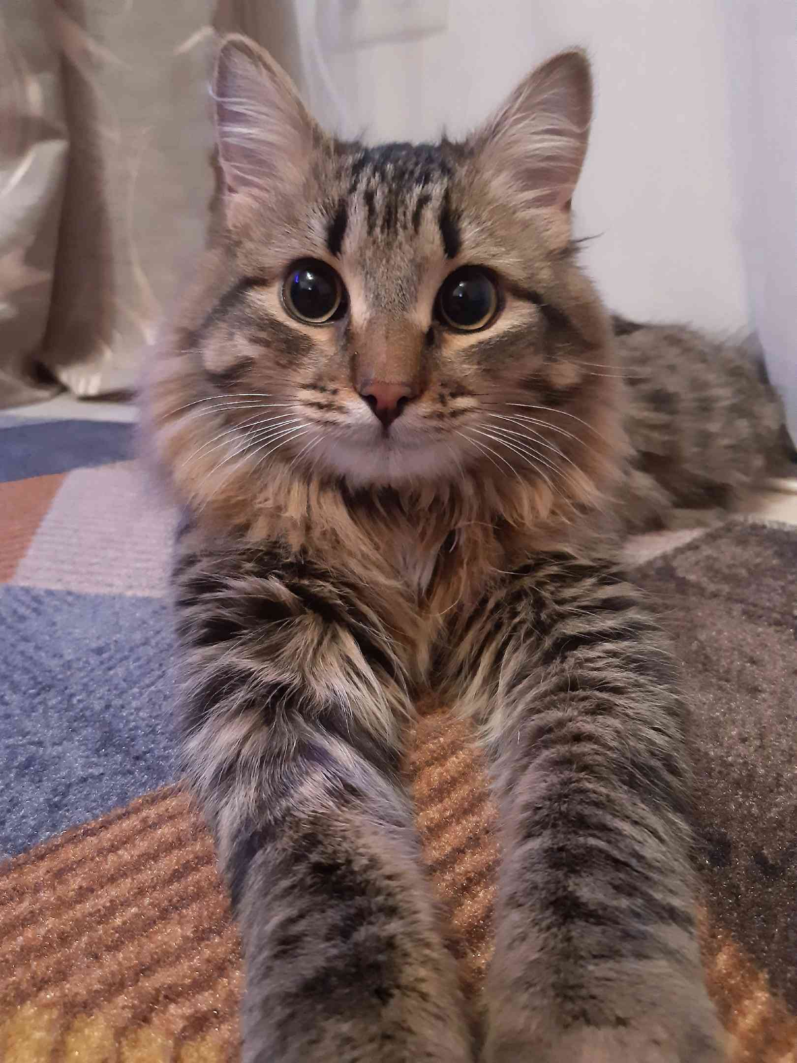 Рысян - Имена для мальчиков - Клички для котов и кошек