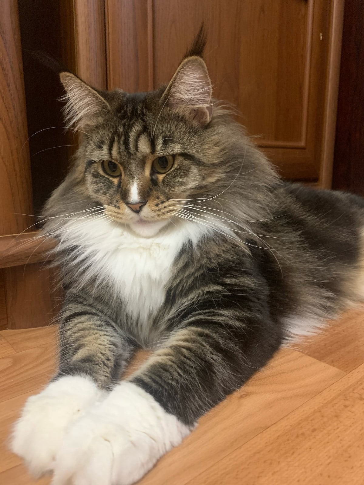 Маняша - Имена для девочек - Клички для котов и кошек