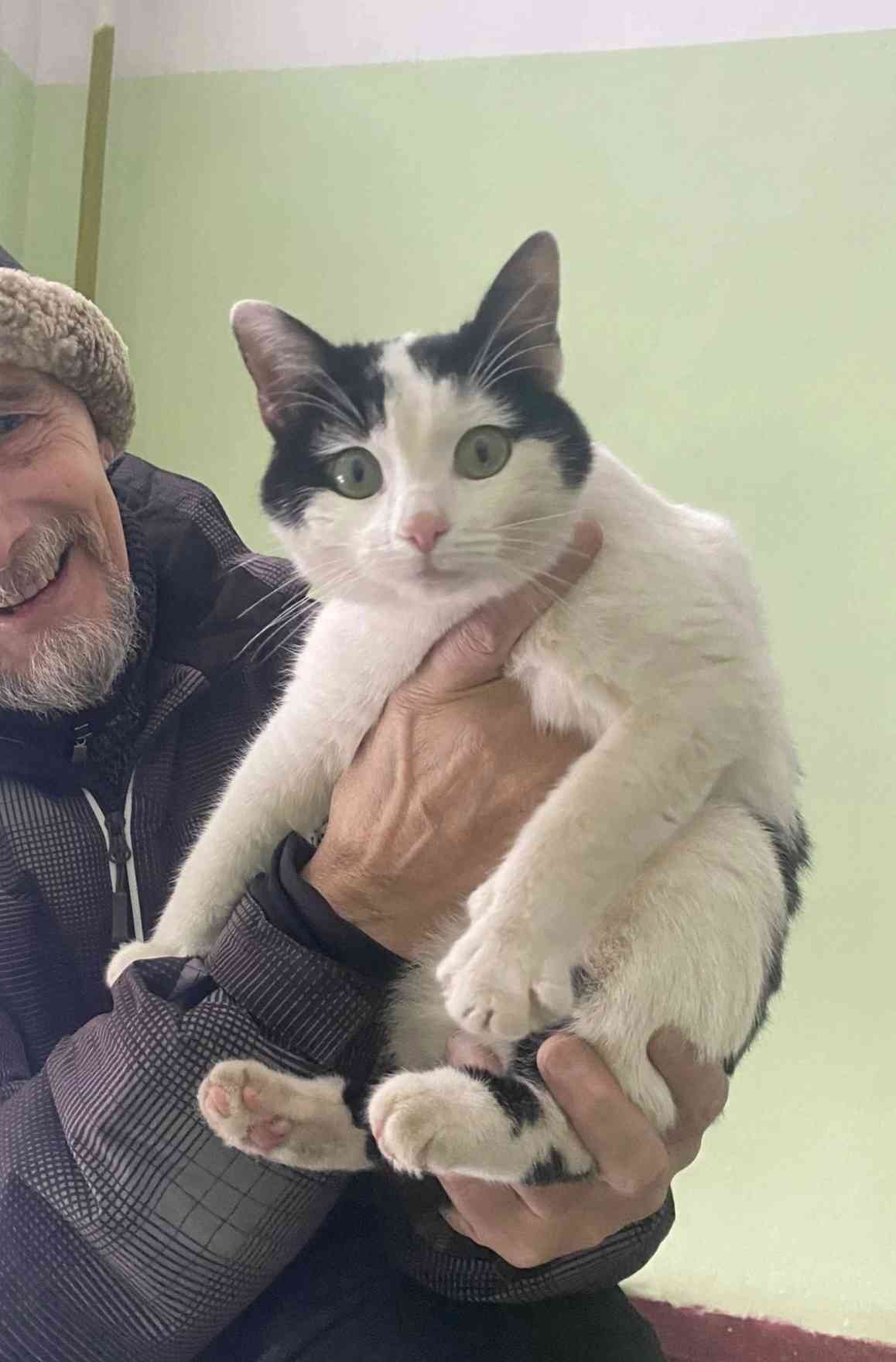 Миша - Имена для мальчиков - Клички для котов и кошек