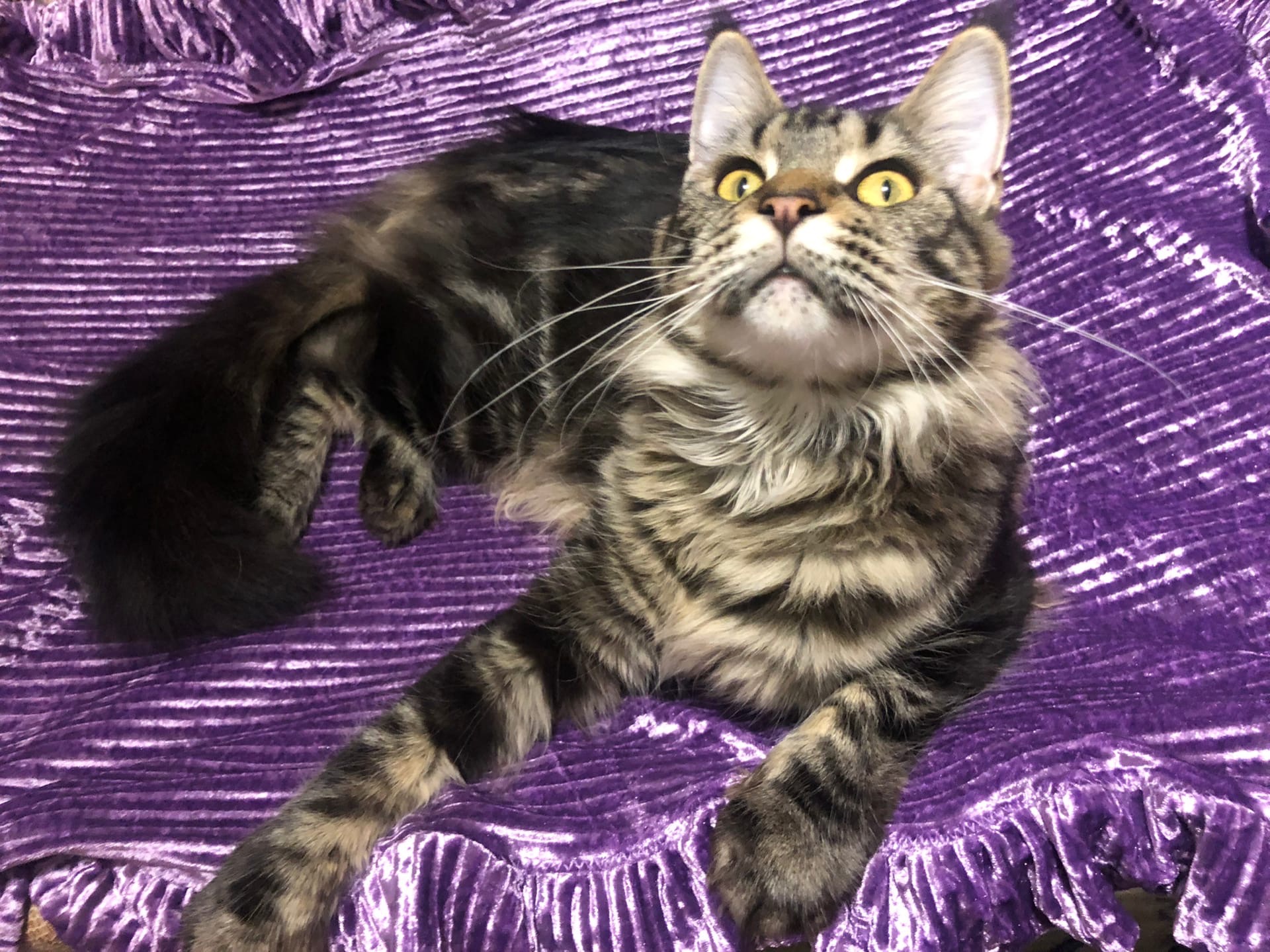 Шерил - Имена для девочек - Клички для котов и кошек