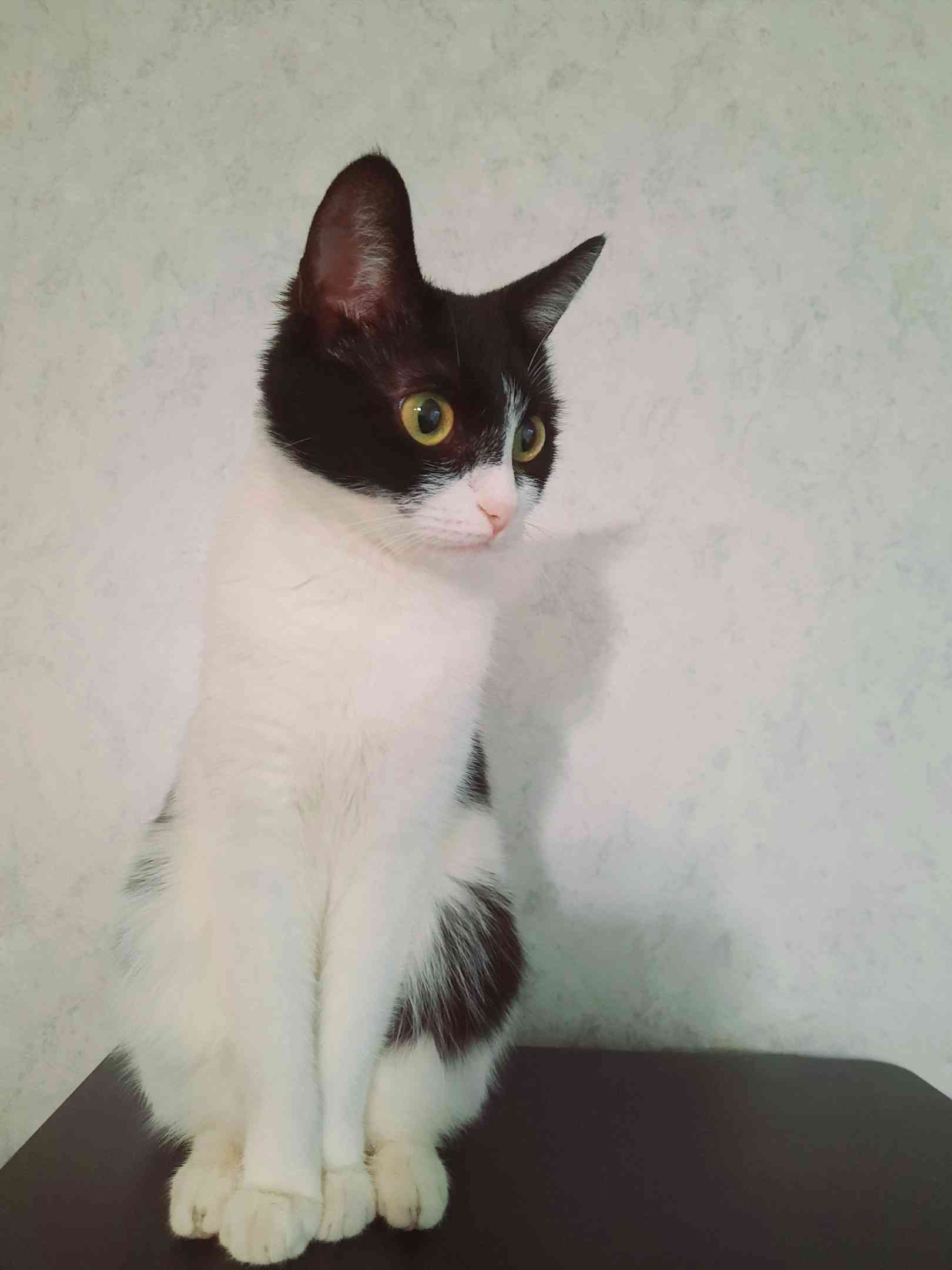 Моняша - Имена для девочек - Клички для котов и кошек