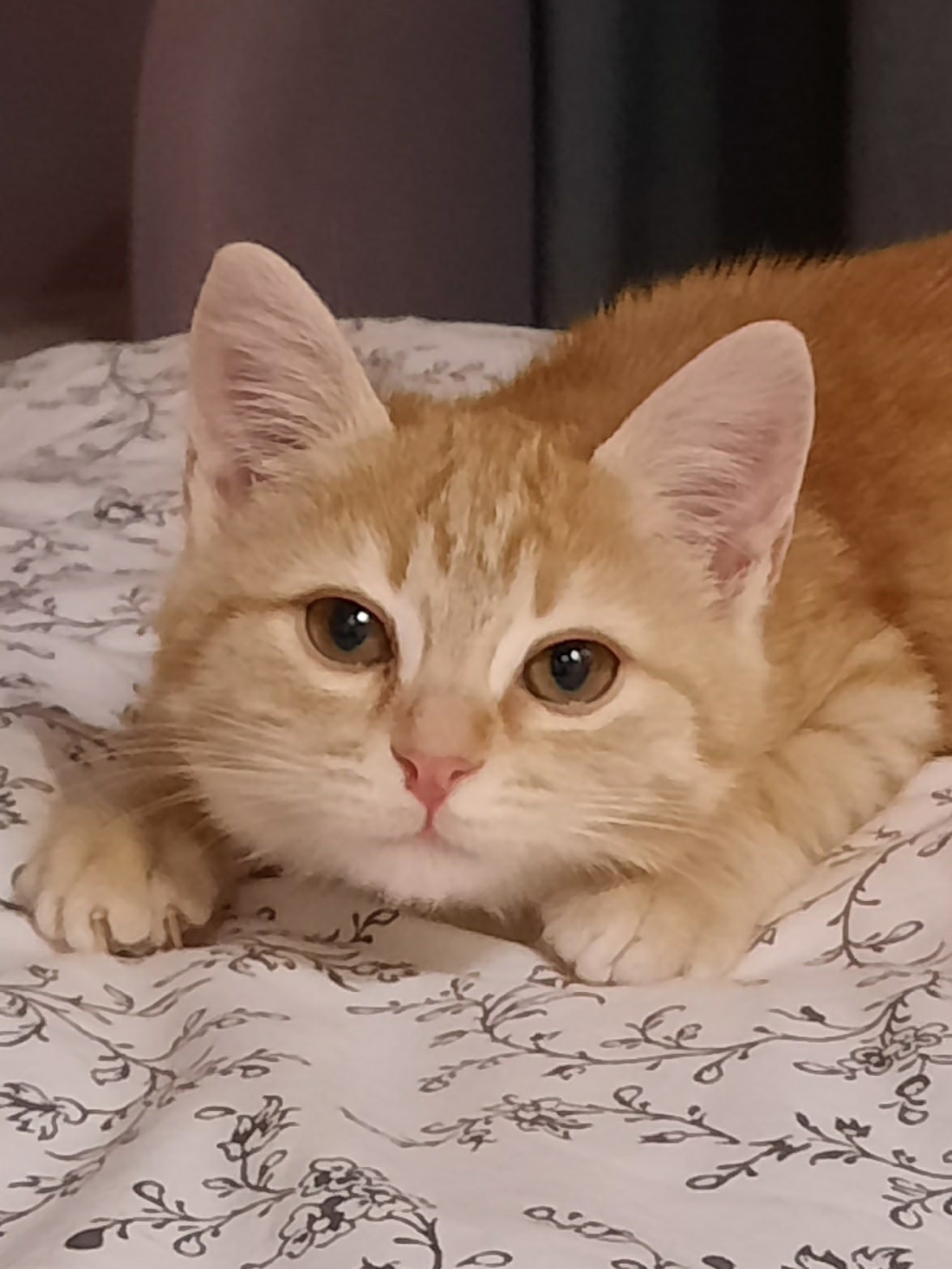 Пончик - Имена для мальчиков - Клички для котов и кошек