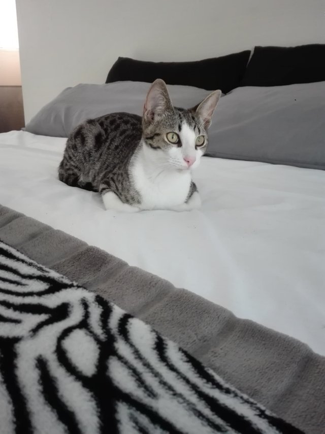 Рапсодия - Имена для девочек - Клички для котов и кошек