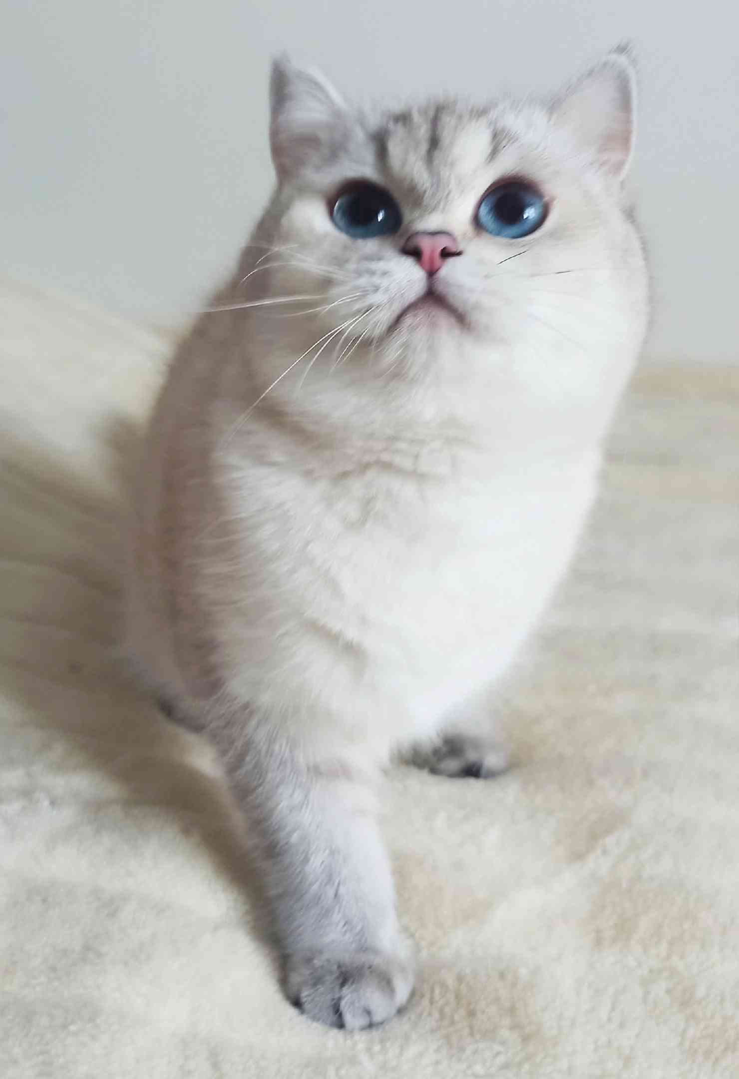 Лейса - Имена для девочек - Клички для котов и кошек