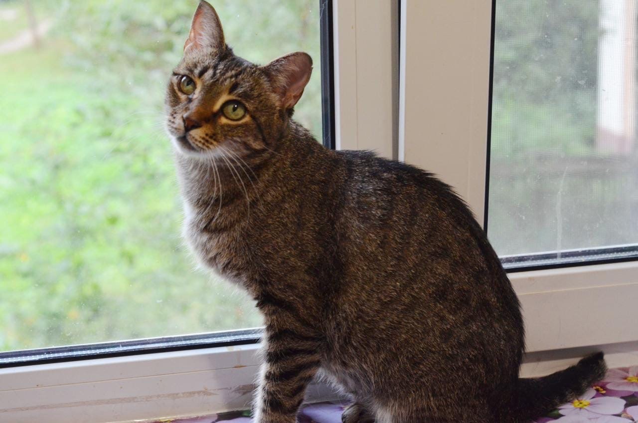 Ирма - Имена для девочек - Клички для котов и кошек