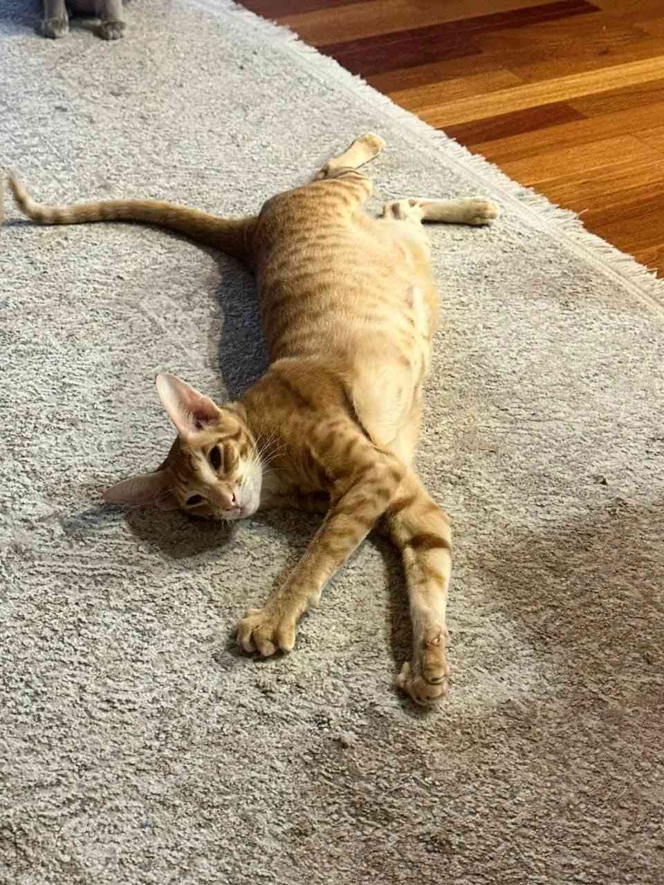 Чесс - Имена для мальчиков - Клички для котов и кошек