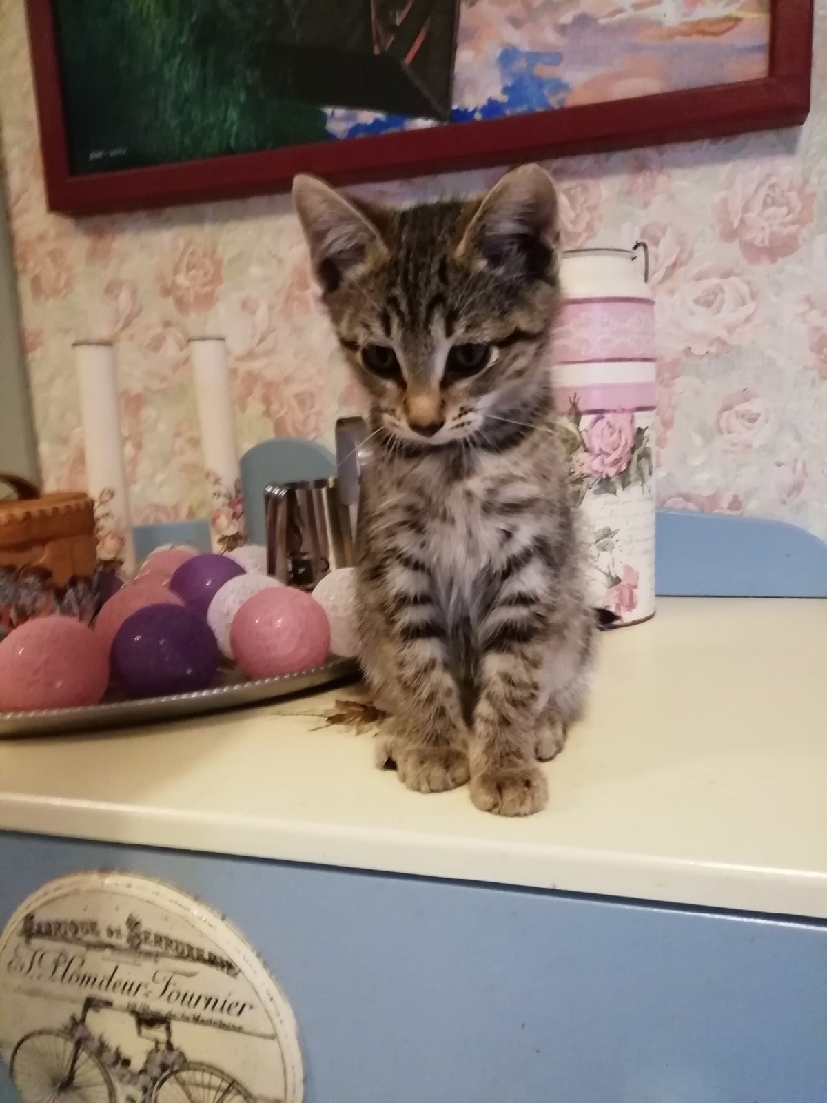 Бублик - Имена для мальчиков - Клички для котов и кошек