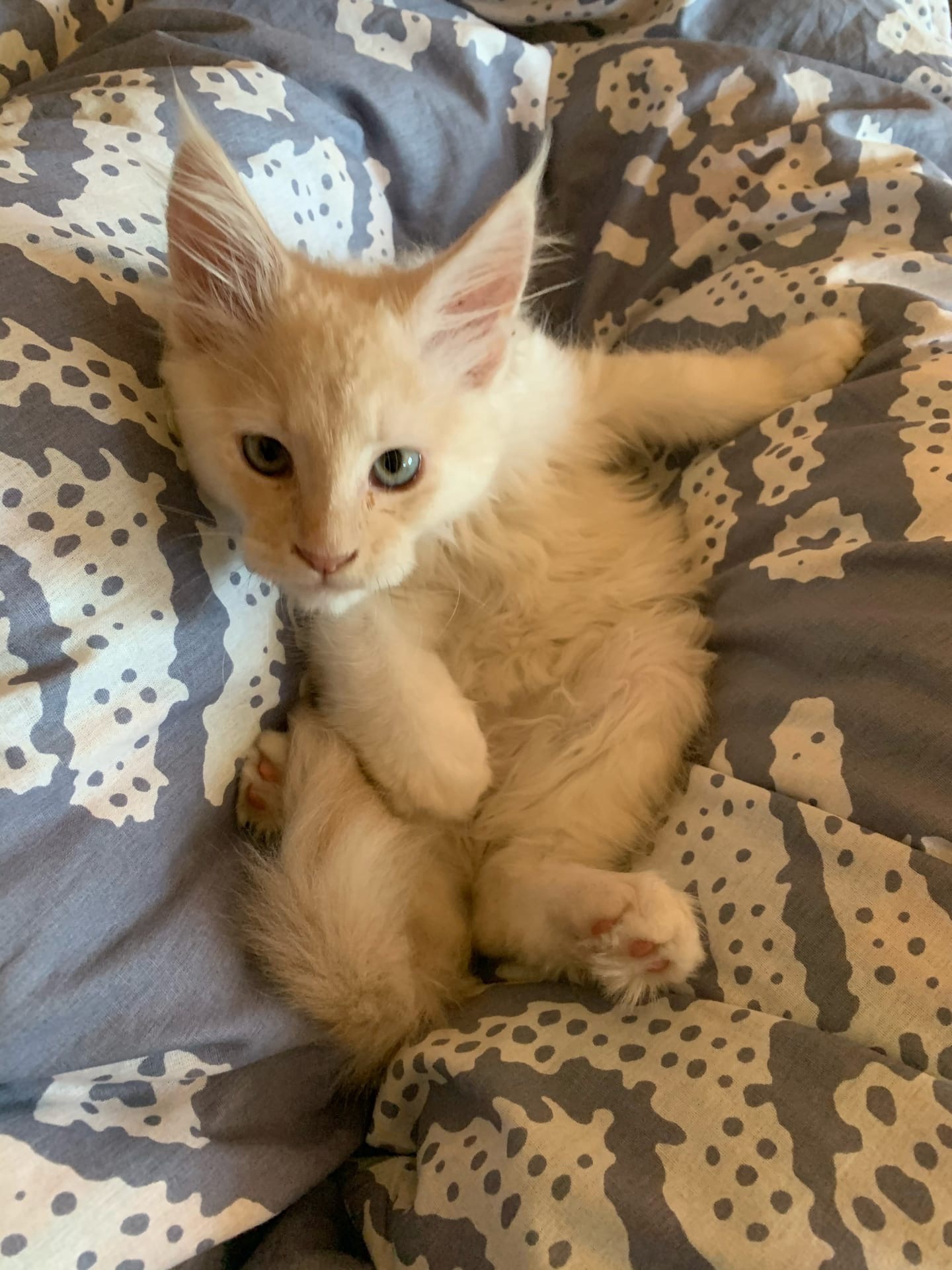 Цирилла - Имена для девочек - Клички для котов и кошек