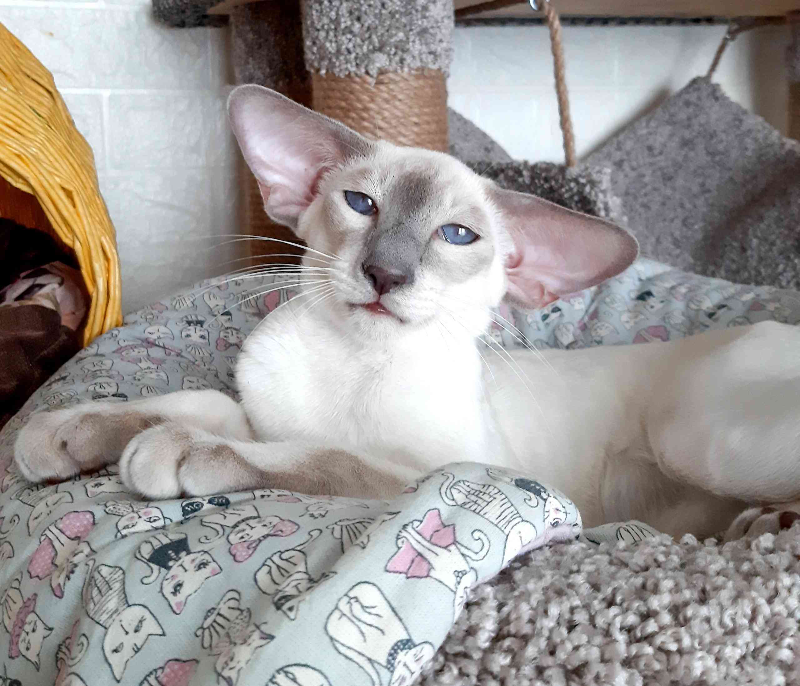 Кузьма - Имена для мальчиков - Клички для котов и кошек