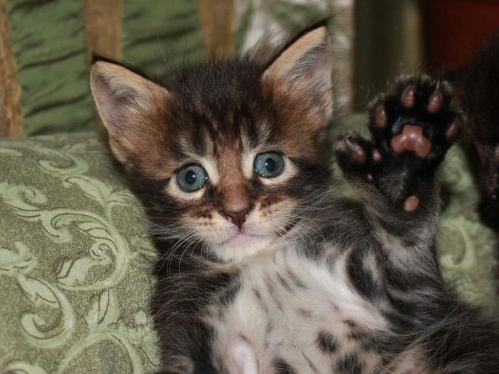 Мейн-куны полидакты, подробности и фото - Породы кошек