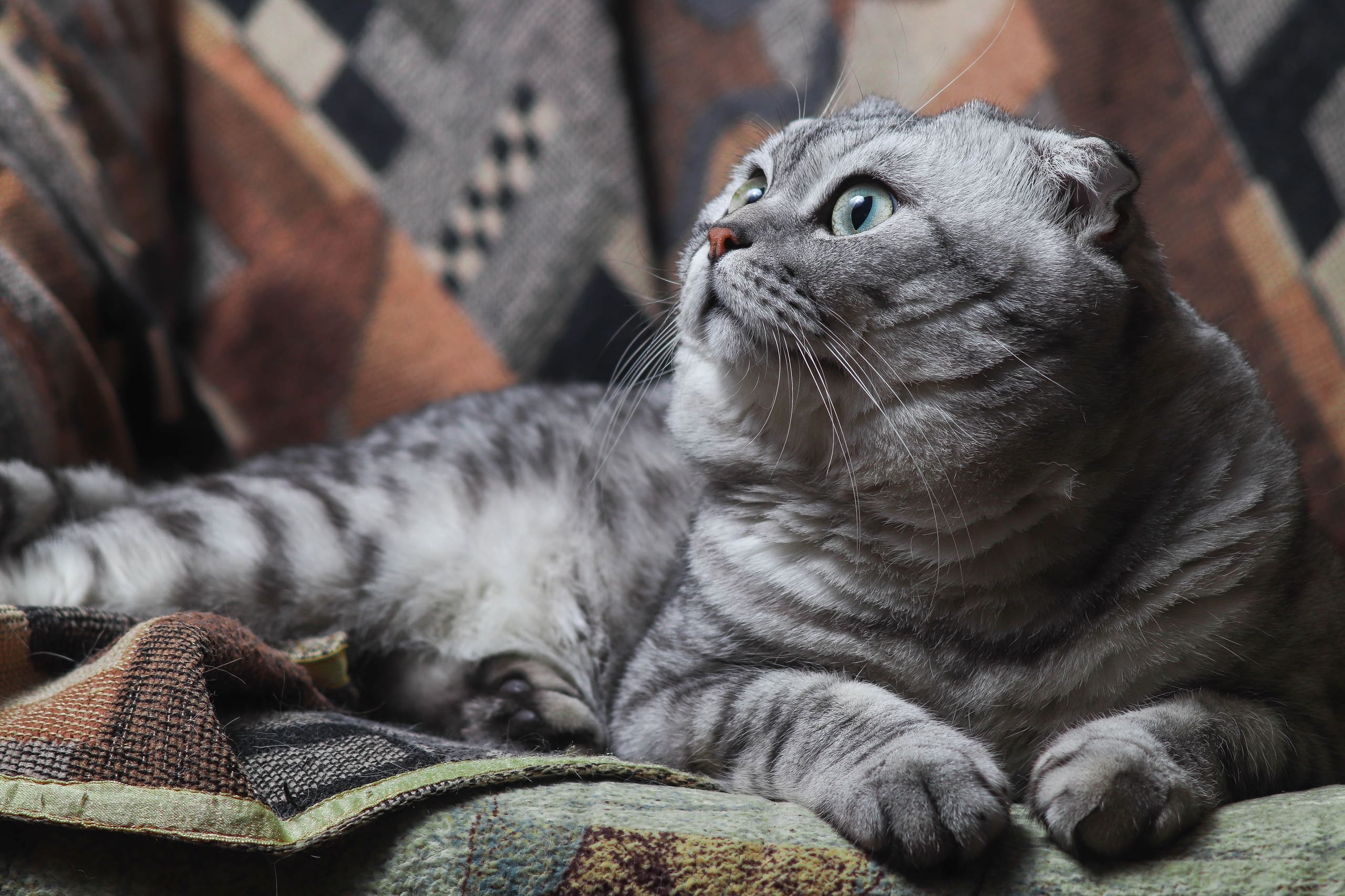 Полосатый красавчик на клетчатом покрывале