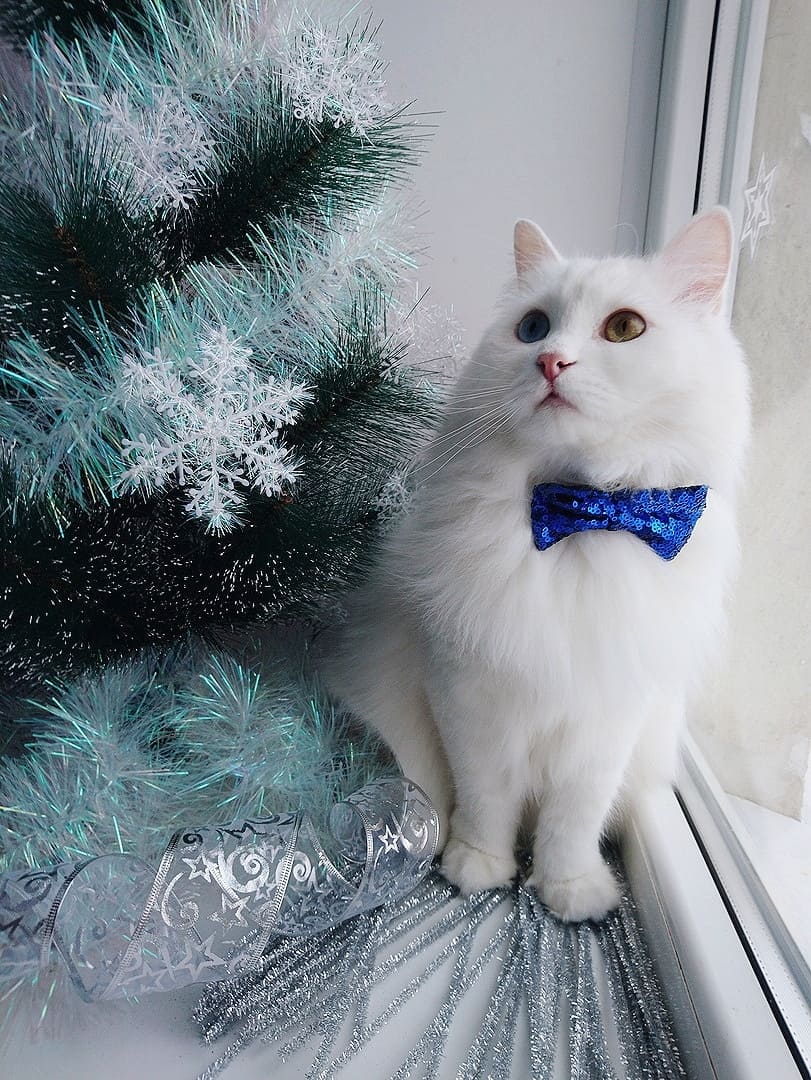 Белая кошка в синей бабочке