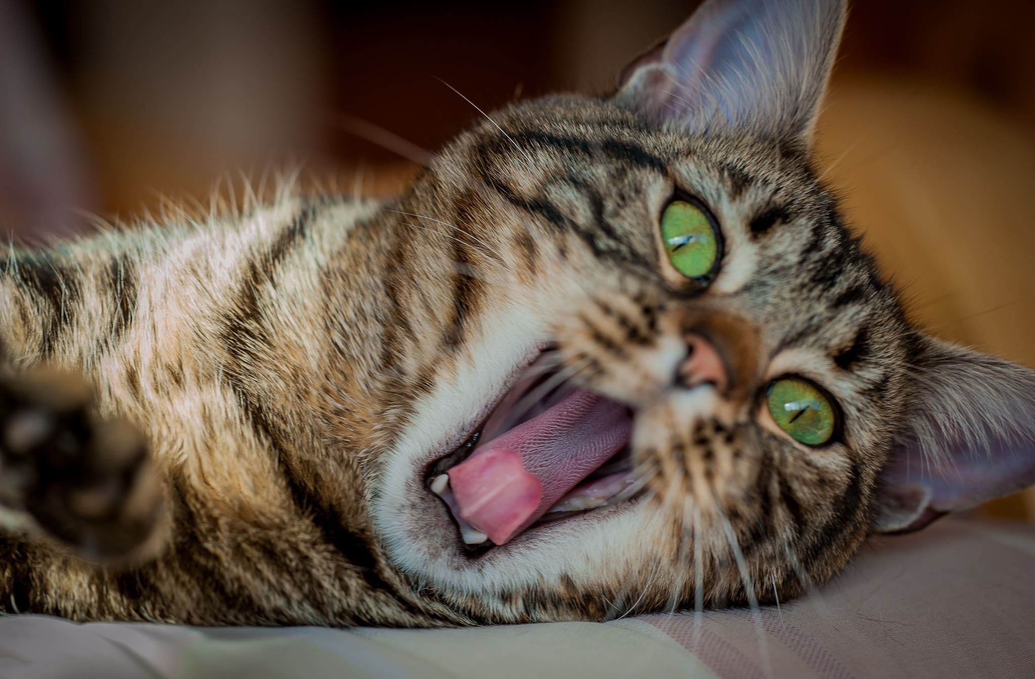 Полосатый котейка зевает