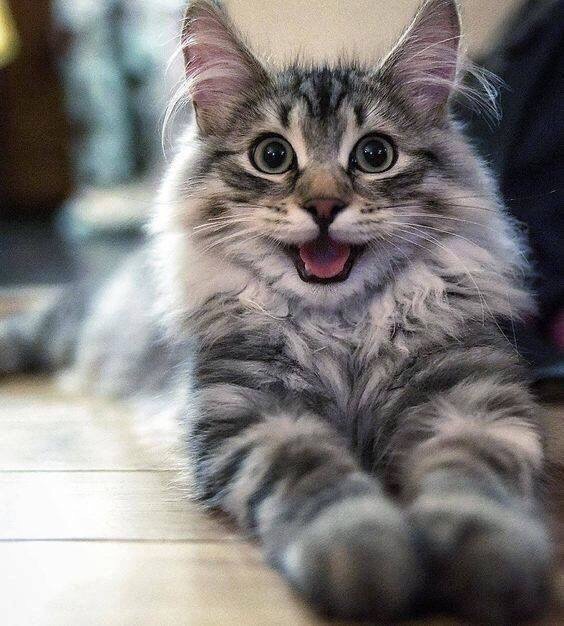 Красавчик с открытым ртом